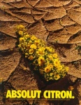 absolut-citron1