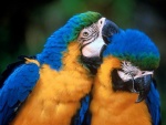 parrots01